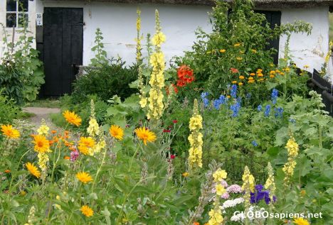 Postcard Blooms from the Isle of Vilm