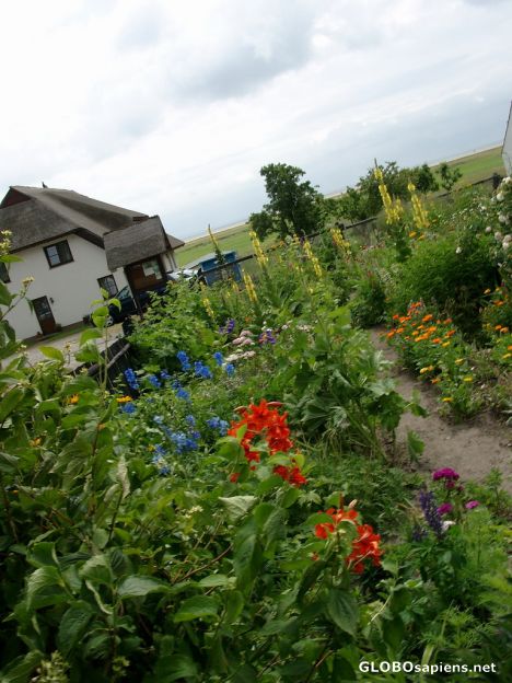 Postcard Blooms from the Isle of Vilm
