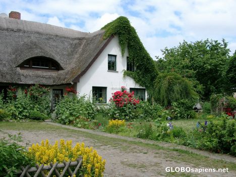 Postcard Blooms from the Isle of Vilm