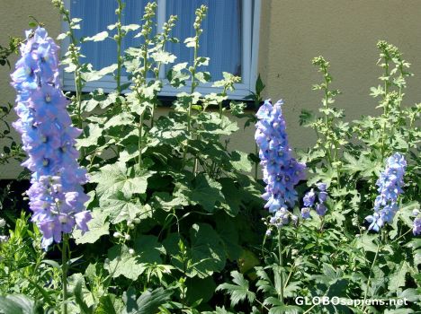 Postcard Blooms from the Isle of Vilm