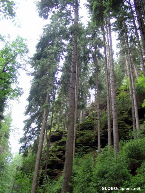 Postcard Sachsisches Schweiz National Park