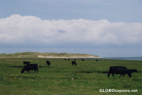 Postcard beautiful black cows :-)