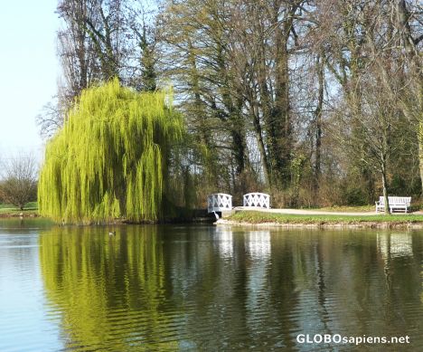 Weeping willow with fresh green