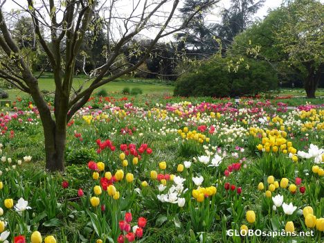Postcard Tulip blossoms