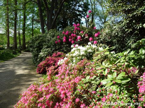 Postcard Rhododendron blossom