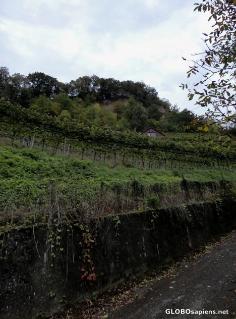 Postcard Greenery