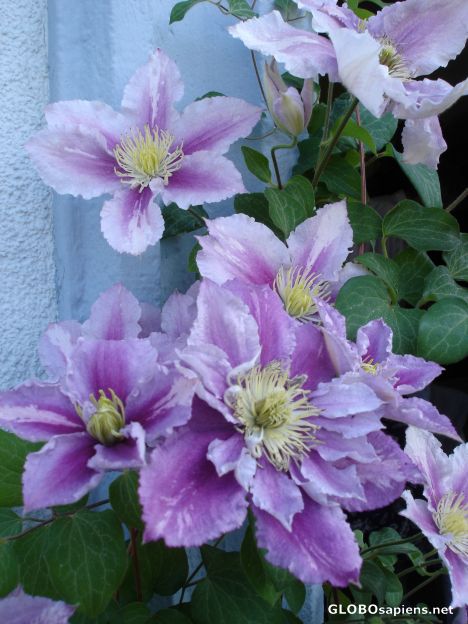 Postcard Clematis