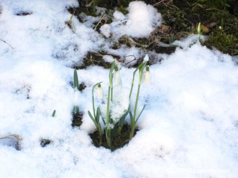 Postcard Early blossoms -
