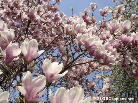 Postcard Magnolia -