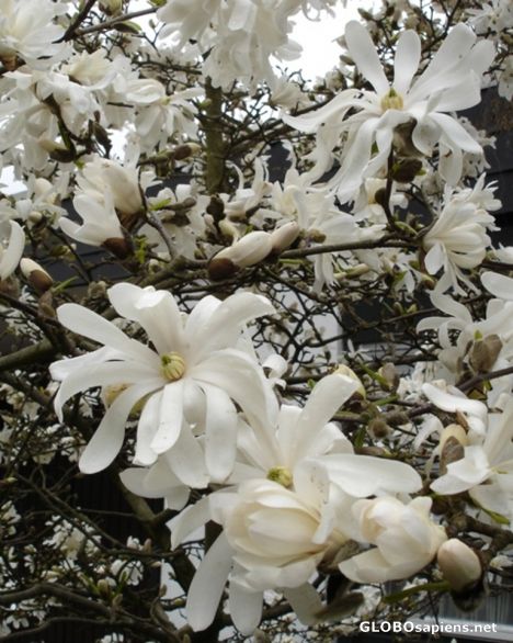 Postcard Tree	blossoming season in Germany 1