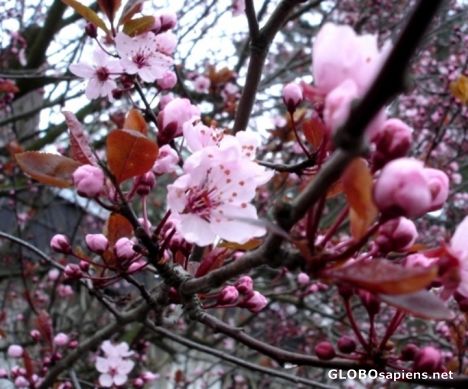Postcard Tree	blossoming season in Germany 3