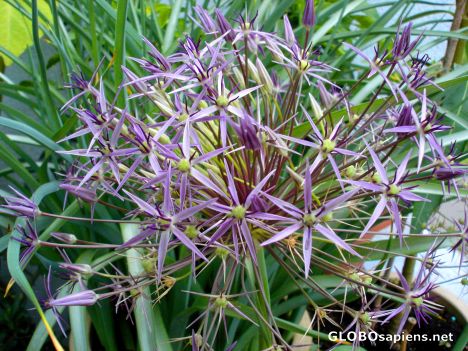 Postcard Onion blossom