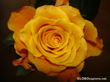 Postcard A rose is a rose 