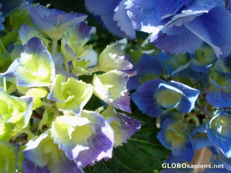 Postcard Blue hydrangea