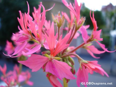 Postcard Geranium