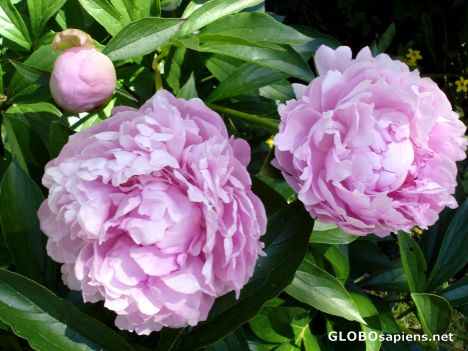 Postcard Peonies