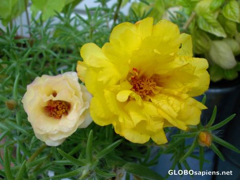 Postcard Portulaca