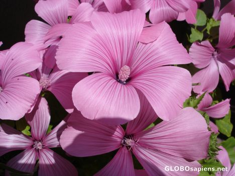 Postcard Mallows -