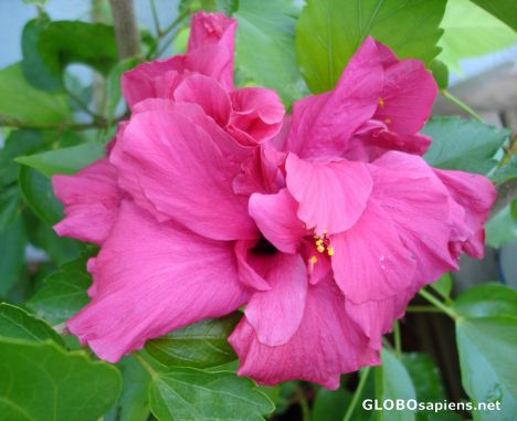 Postcard Hibiscus