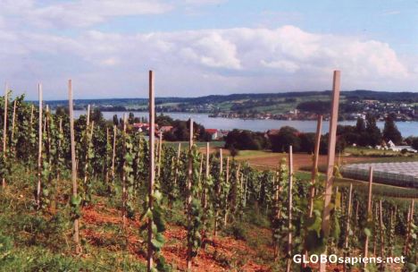 Postcard Reichenau island in Lake Constanze -