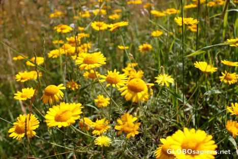 Postcard Summer meadow