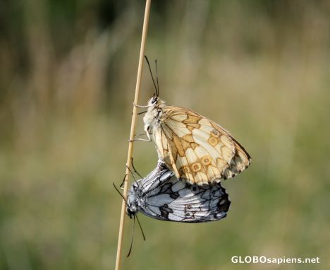 Postcard Butterflies in love