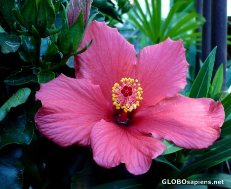 Postcard Hibiscus