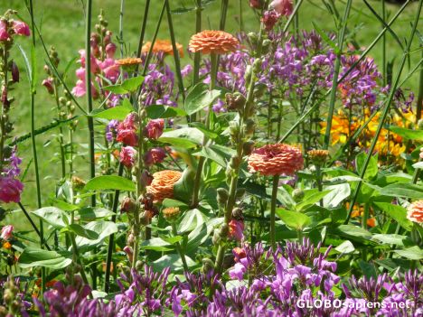 Postcard Summer flowers