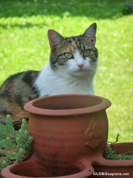 Postcard Green eyes -