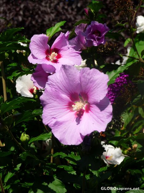 Postcard Summerly colours -
