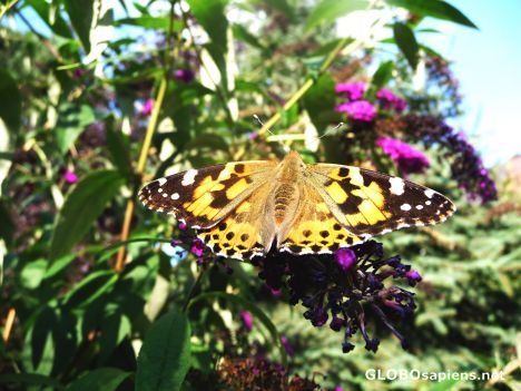 Postcard One more butterfly
