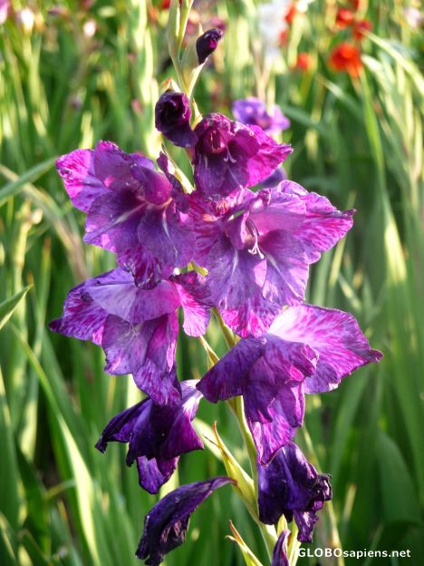 Postcard Gladioli