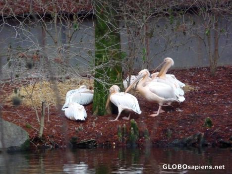 Postcard Freezing pelicans