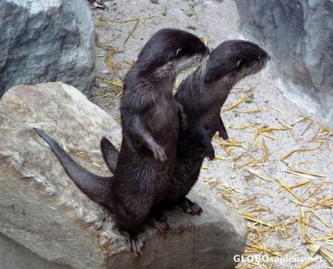 Postcard Mini otters