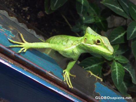 Postcard Curious basiliscus