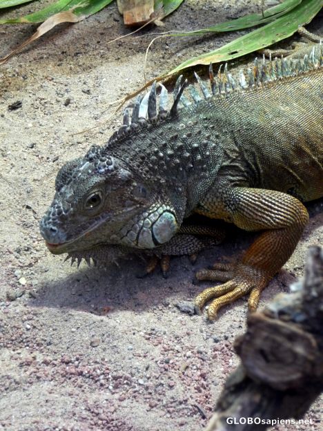 Postcard An impressive bearded dragon