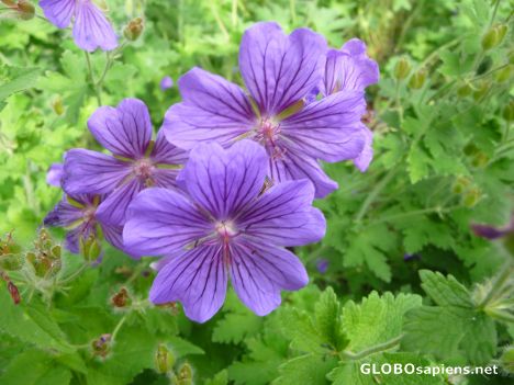 Postcard Cranesbill