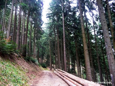 Postcard Near Black Forest High street -