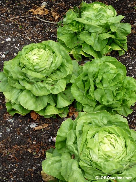 Postcard Lettuce -