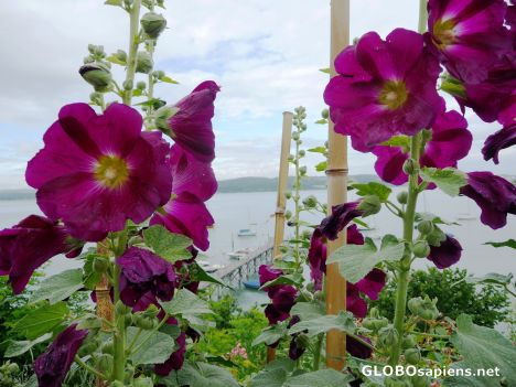 Postcard Hollyhocks at the lake