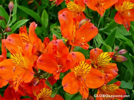 Postcard Bodensee flowers