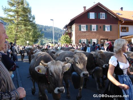 Postcard Bringin' home the cows