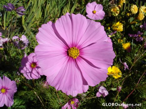 Postcard Cosmos
