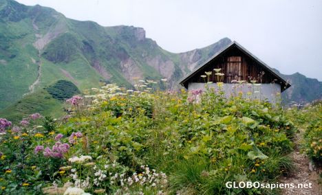Postcard Mountain flowers