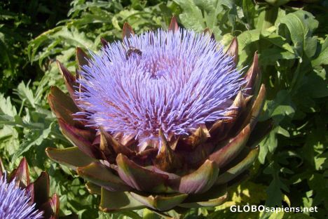 Postcard Bee on a Blooming Artichoke