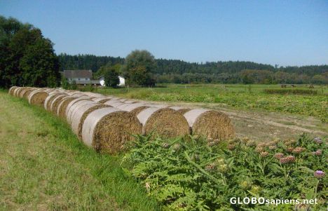 Postcard Farm Bales