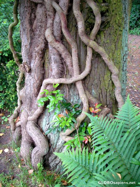 Postcard Fairy garden in the Capital 2 -