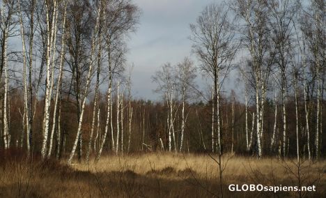 Postcard Birchtree