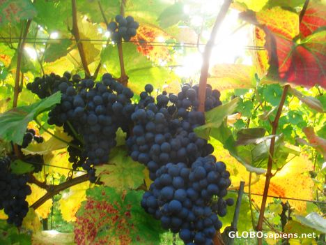 Postcard at the vineyards of Heppenheim