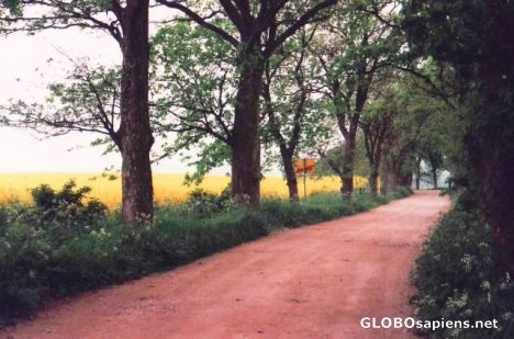 Postcard Blooming rape on the island -